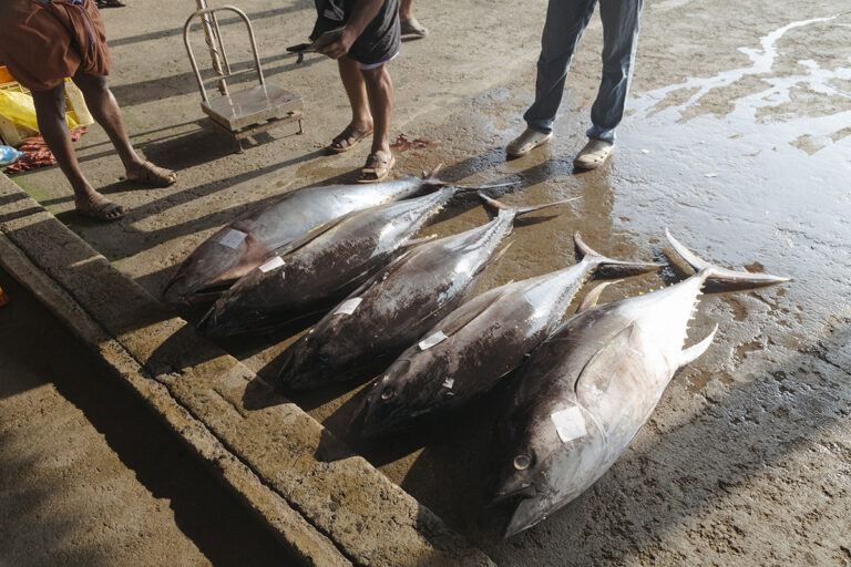 Cover from Mongabay India: India’s deep-sea fishing dreams are struggling to stay afloat