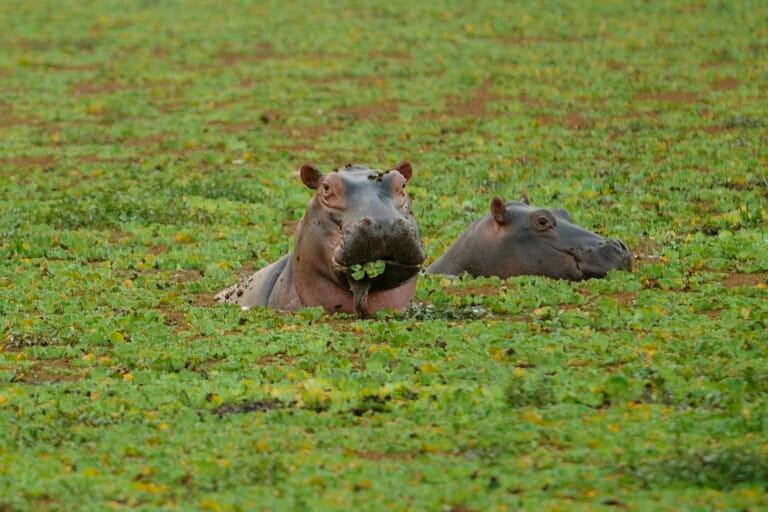 Cover from Mongabay: Anthrax suspected in 46 hippo deaths in Zambia amid potential spillover to humans