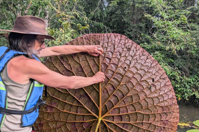 Cover from Mongabay: An Instafamous giant water lily is confirmed as a new species — and critically endangered