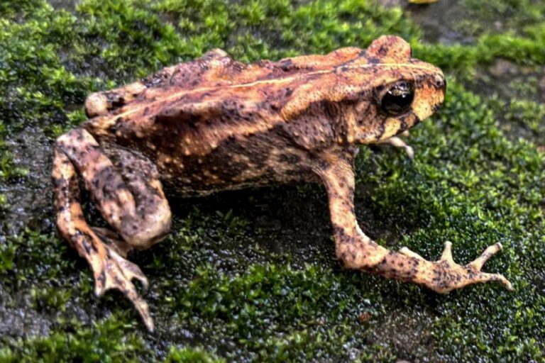 Cover from Mongabay India: New toad species described in northeast mountain tops