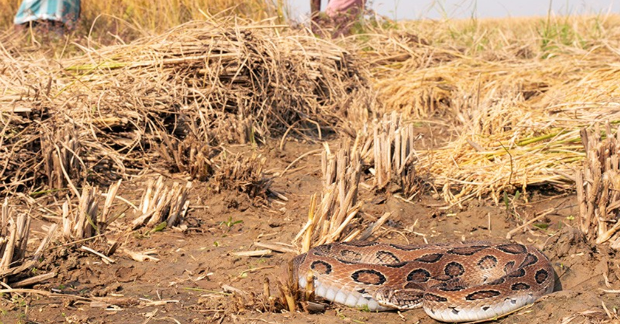 Cover from The Better India: Expert Insights: We Can’t Keep Snakes Out of Every Home. But We Can Make Encounters Safergoogle-newsgoogle-news