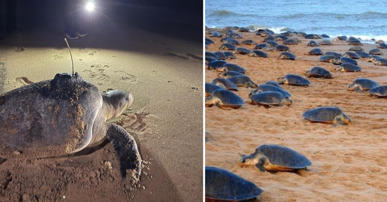 Cover from The Better India: Odisha Is Using Satellite Telemetry to Track Olive Ridley Turtlesgoogle-newsgoogle-news