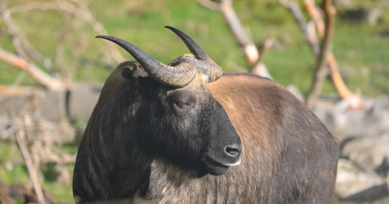 Cover from The Better India: Through 17,000+ Camera-Trap Captures Mishmi Takin Is Teaching Scientists Where It Finds Food, Shelter &amp; Safetygoogle-newsgoogle-news