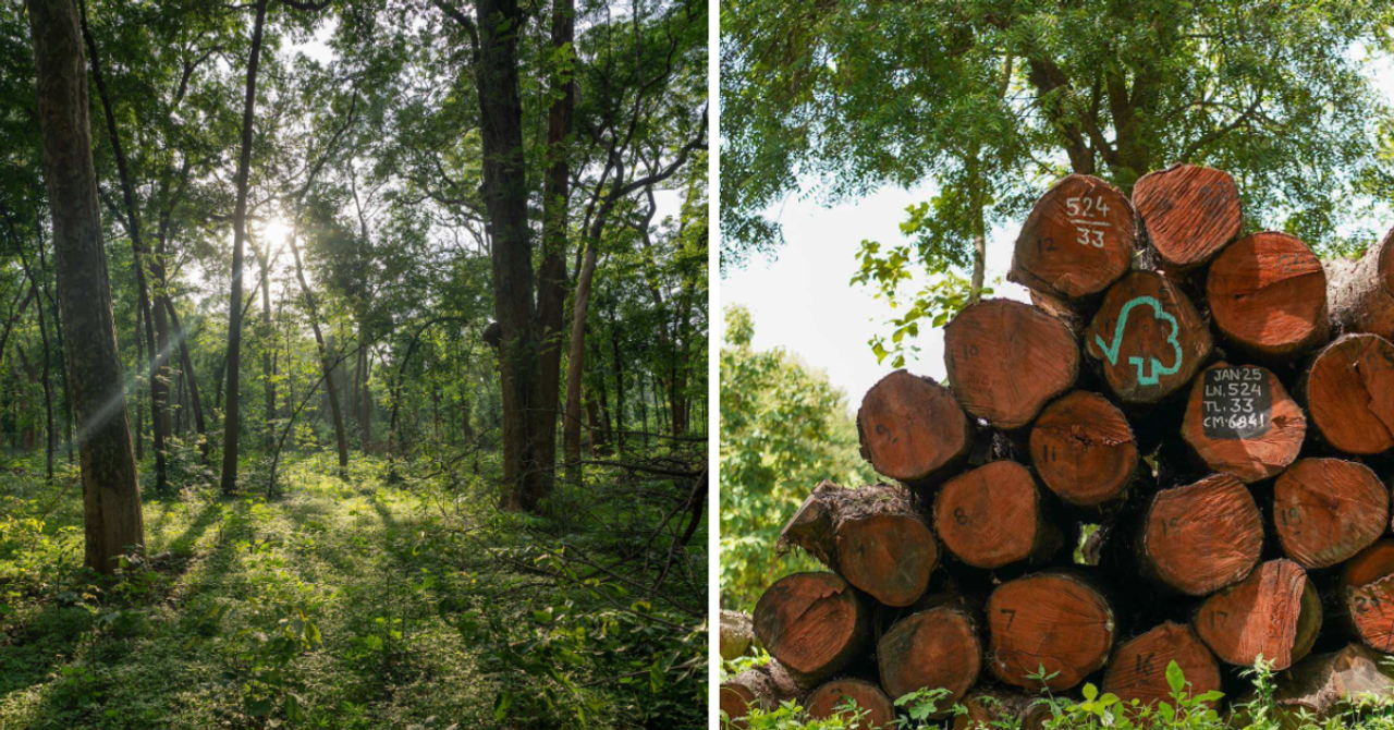 Cover from The Better India: The Stamp That Changed Everything: How Forest Certification Is Transforming Smallholder Livelihoods in Indiagoogle-newsgoogle-news