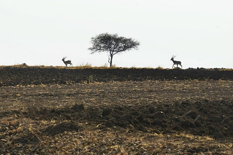 Cover from Mongabay India: Maharashtra declares drought as El Niño deepens