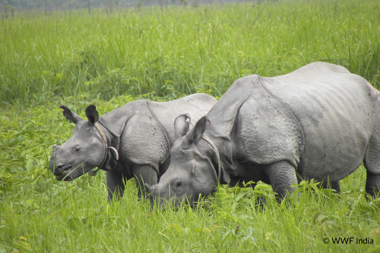 Cover from The Better India: Rhino Day | Manas’ Rhinos Are Breeding Again, But Its Grasslands Have Shrunk: Why Saving the Land Mattersgoogle-newsgoogle-news